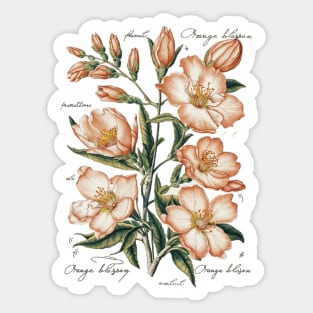 Vintage Orange Blossom Botanical Sticker